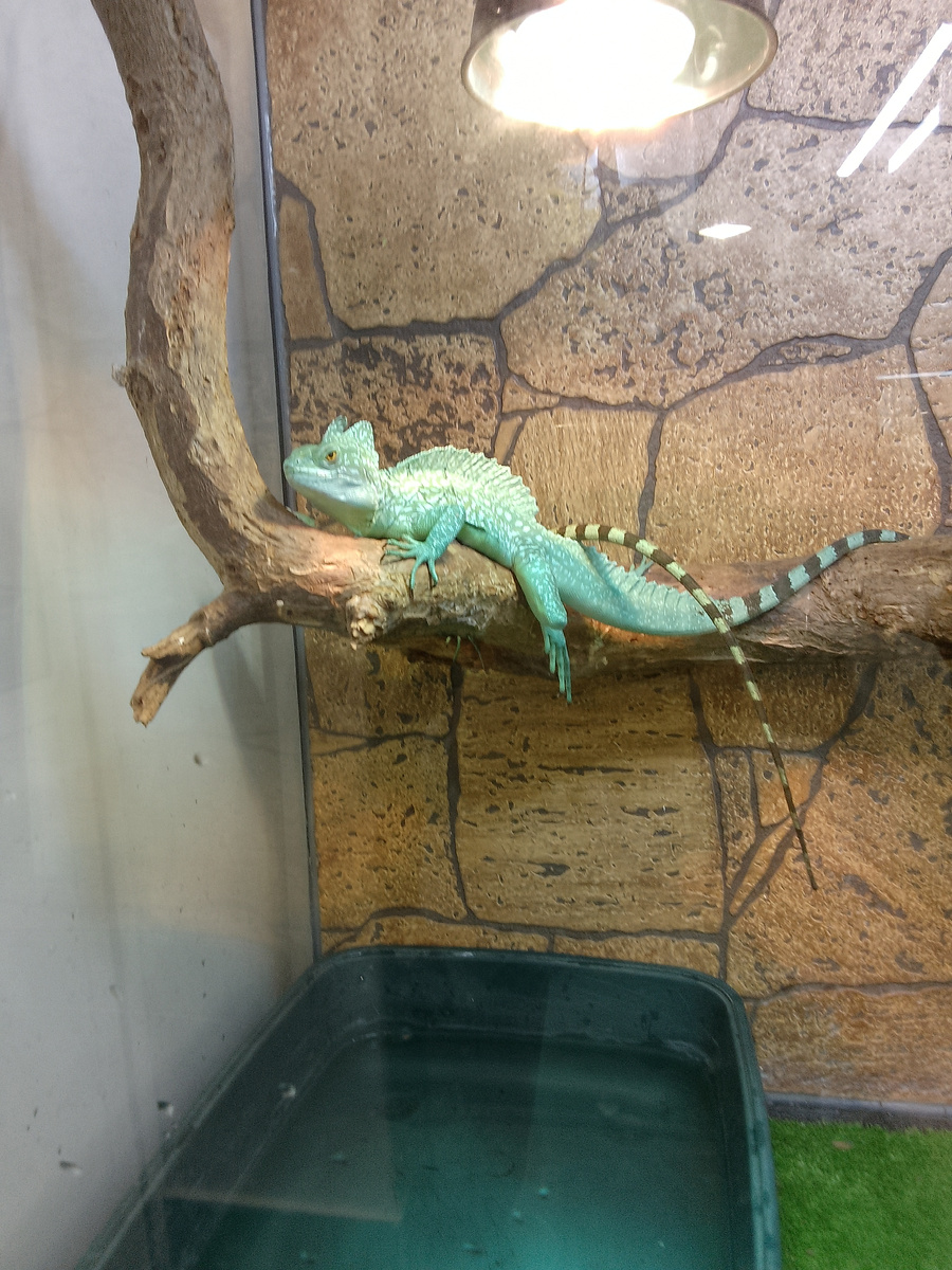 Лежу за стеклом в террариуме тёплом. Вскормленный в неволе василиск молодой. 