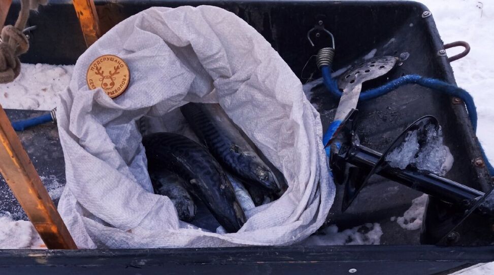 Скумбрия на Волге