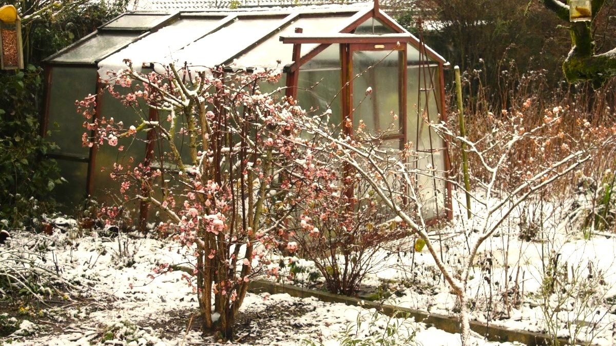 первый снег в саду