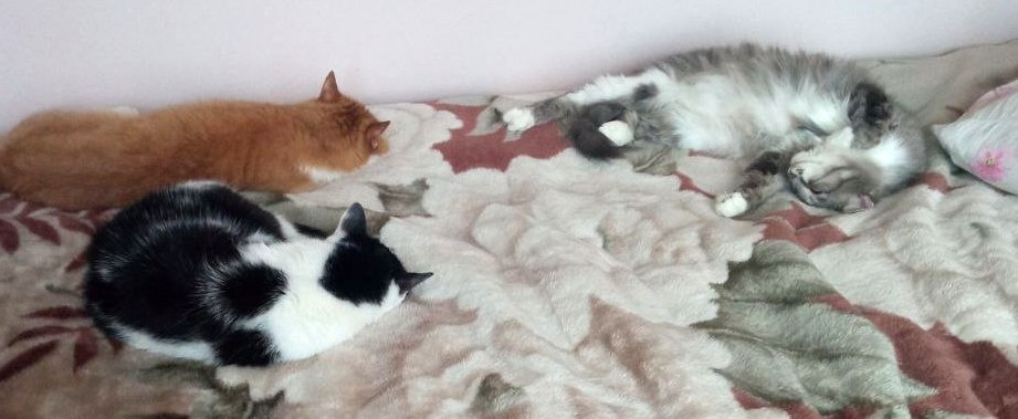 Эта наша кровать, и мы на ней спим...