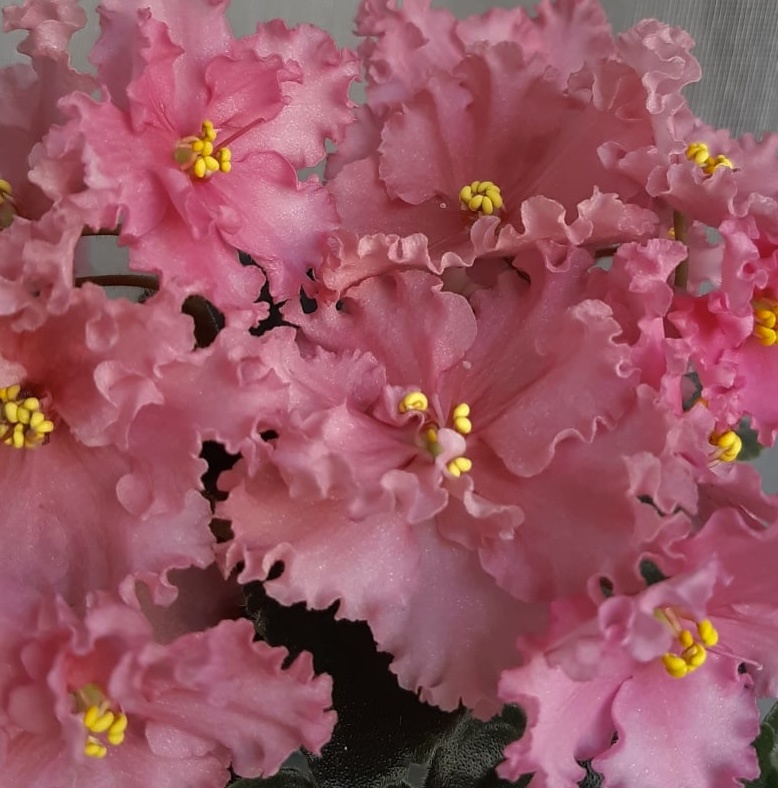 Так фиалка цветет по сорту