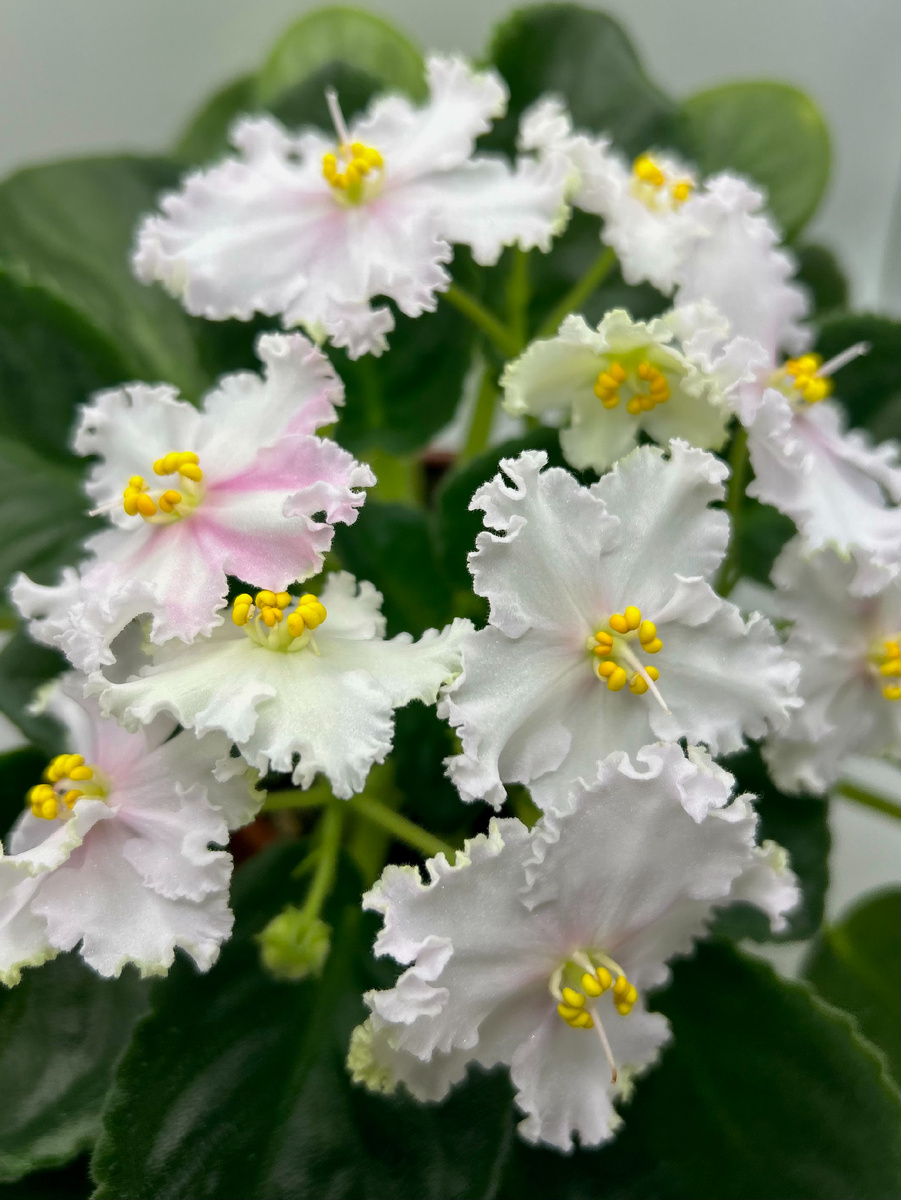 Спорт от ЛЕ-Персиковое Сияние