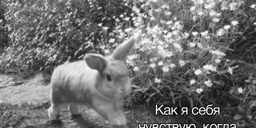 №50 Позитивная психология: когда жизнь сама пишет мемы