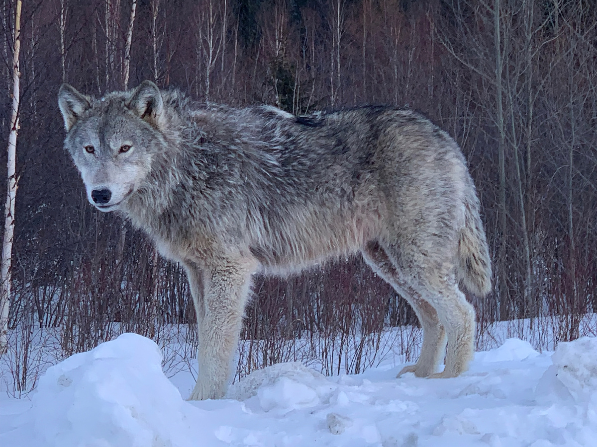 Двухслойный волчий лапсердак является идеальным инструментом для сохранения тепла: длина остевого волоса на спине может достигать 12-13 см, а изолирующий слой подшёрстка доходит до 2,5 см. Фотография: Kevin_Ireland, CC BY-NC