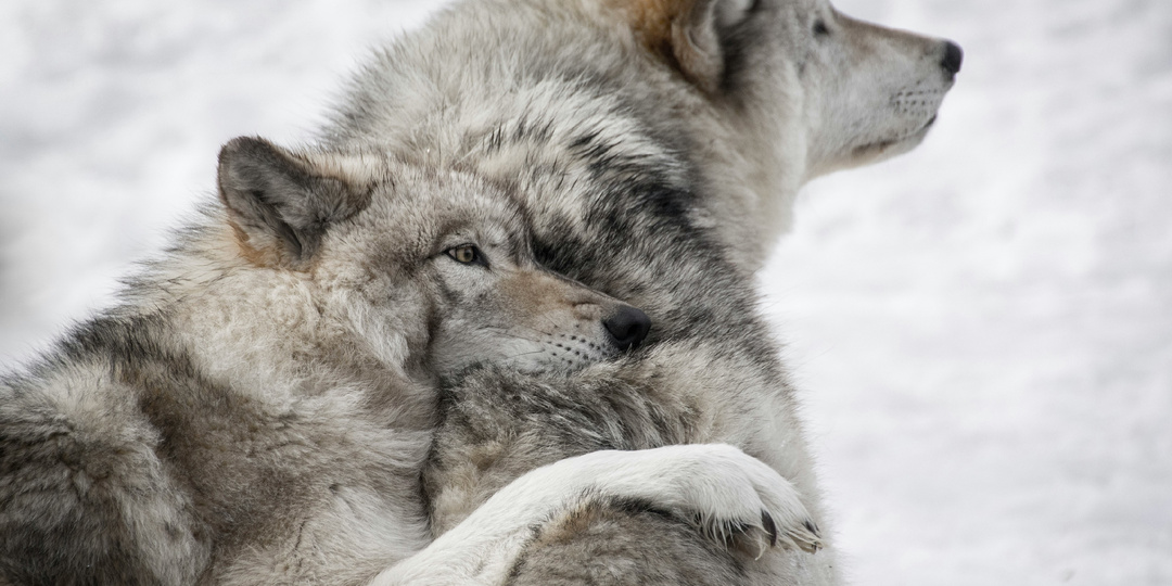 Как зимует волк: спит на снегу при −40°C и может голодать по две недели