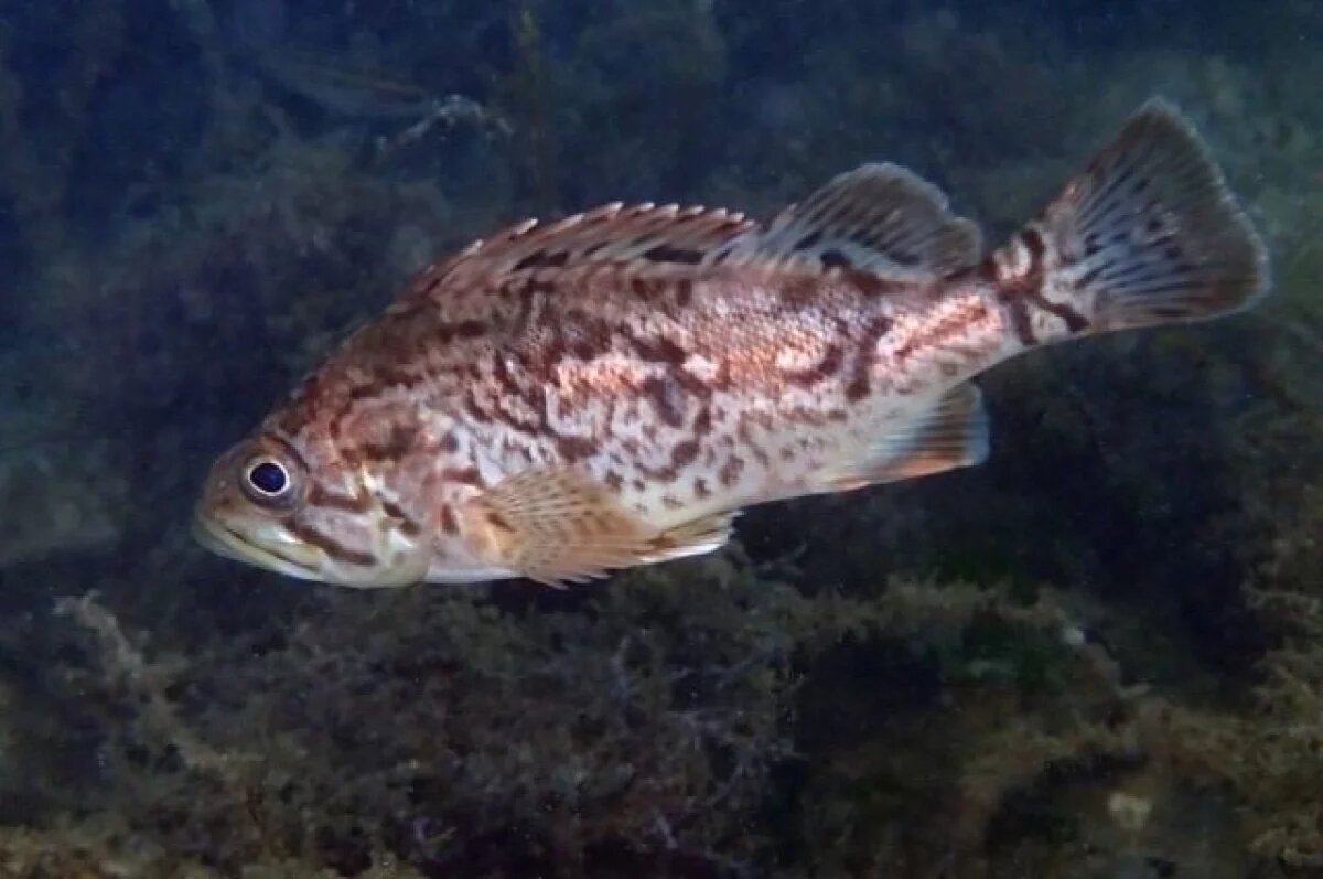    Корейский окунь в море.