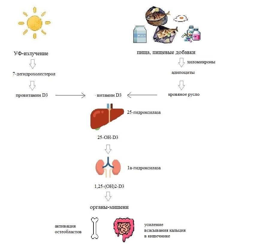 Рисунок 1- Метаболизм витамина D