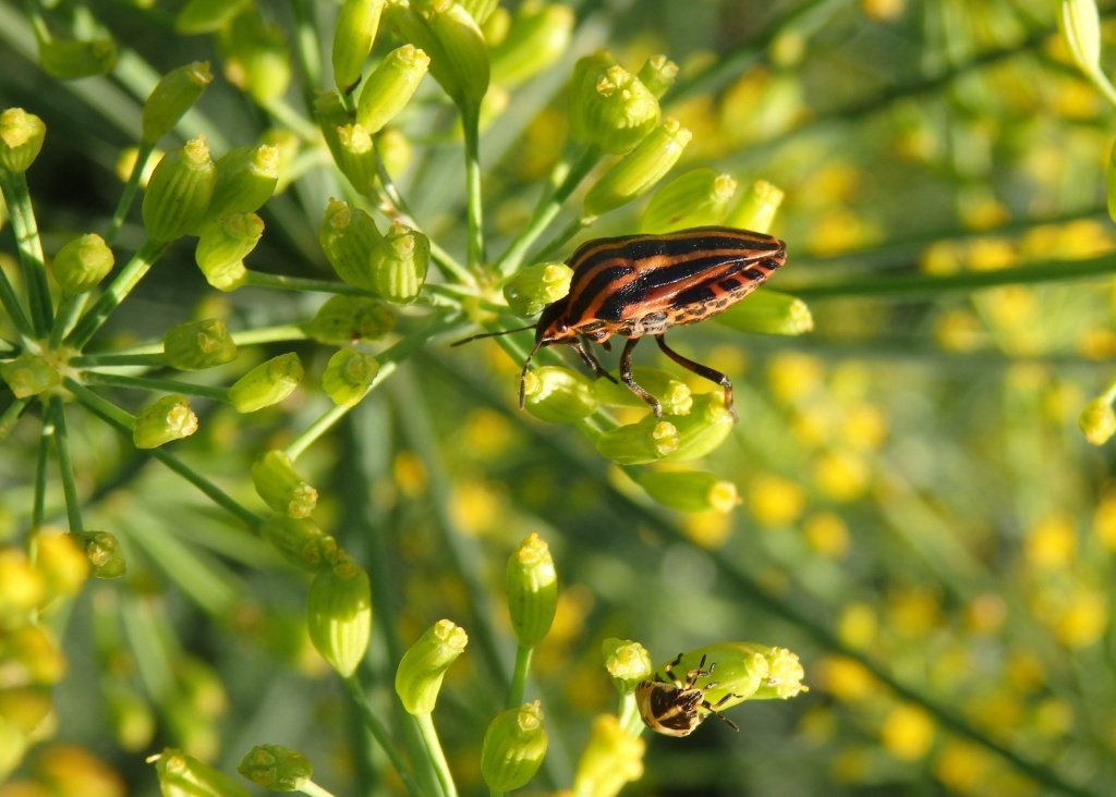 Итальянский линейчатый щитник 