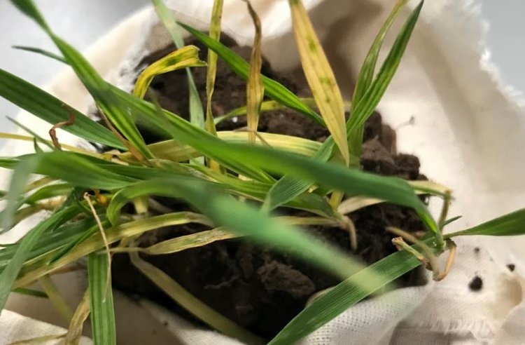    Фото: Филиал Россельхозцентра по Ставропольскому краю