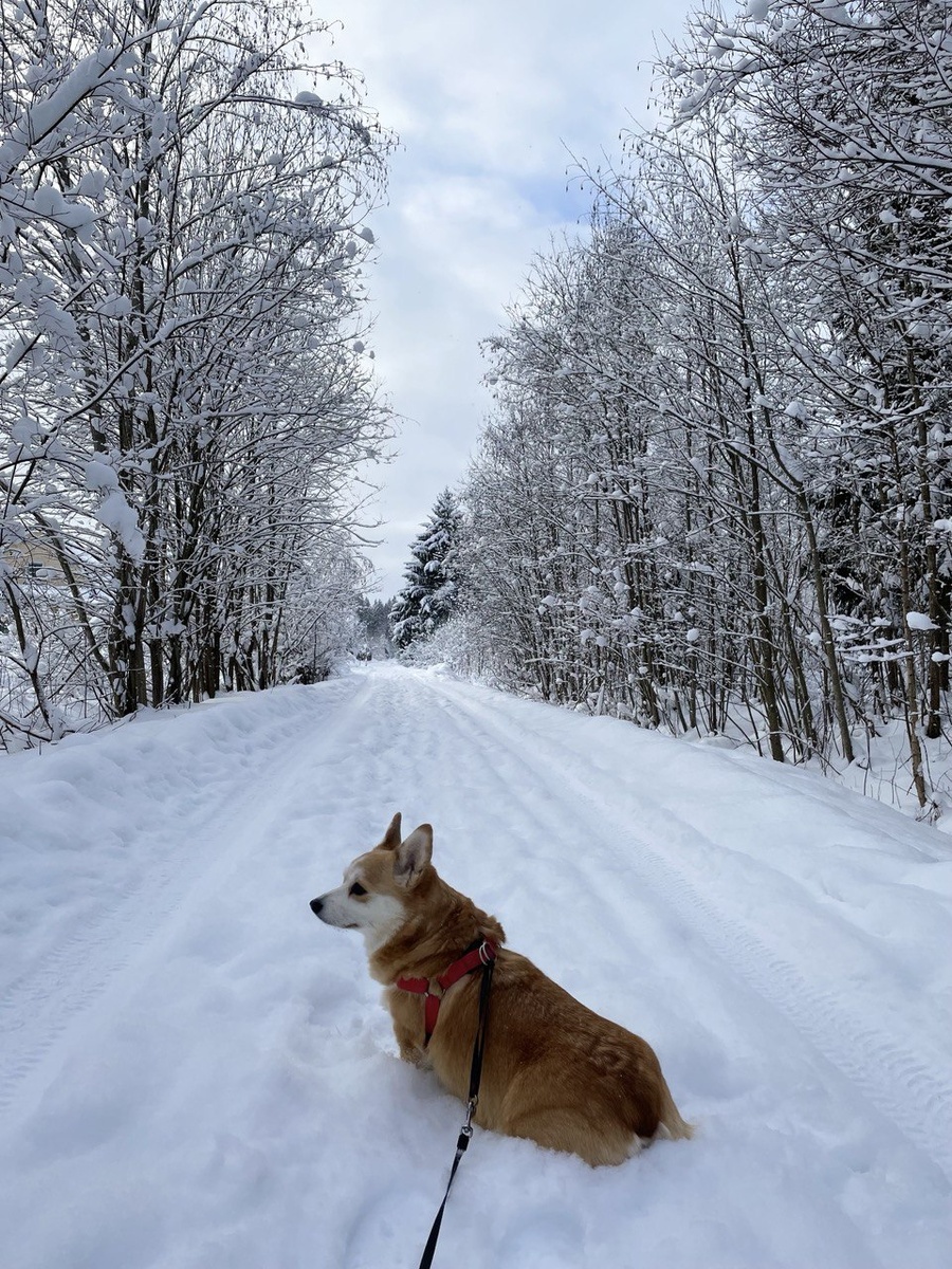 Красота! Снега то сколько!