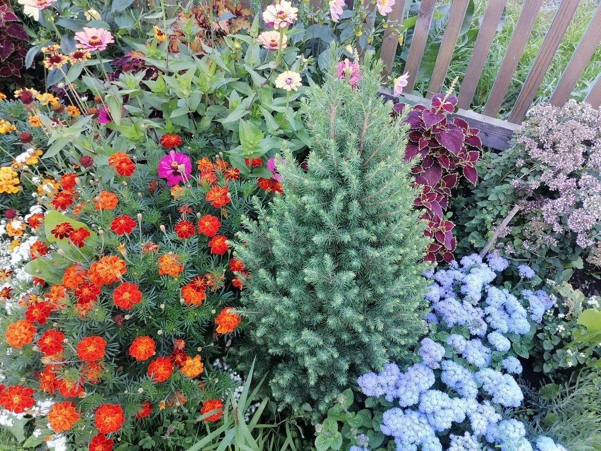 Буйство красок с глауконикой в центре композиции