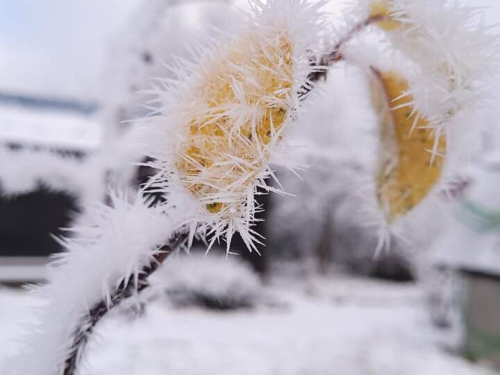 Иней на маленьких ветках: волшебство зимней природы в кадре
