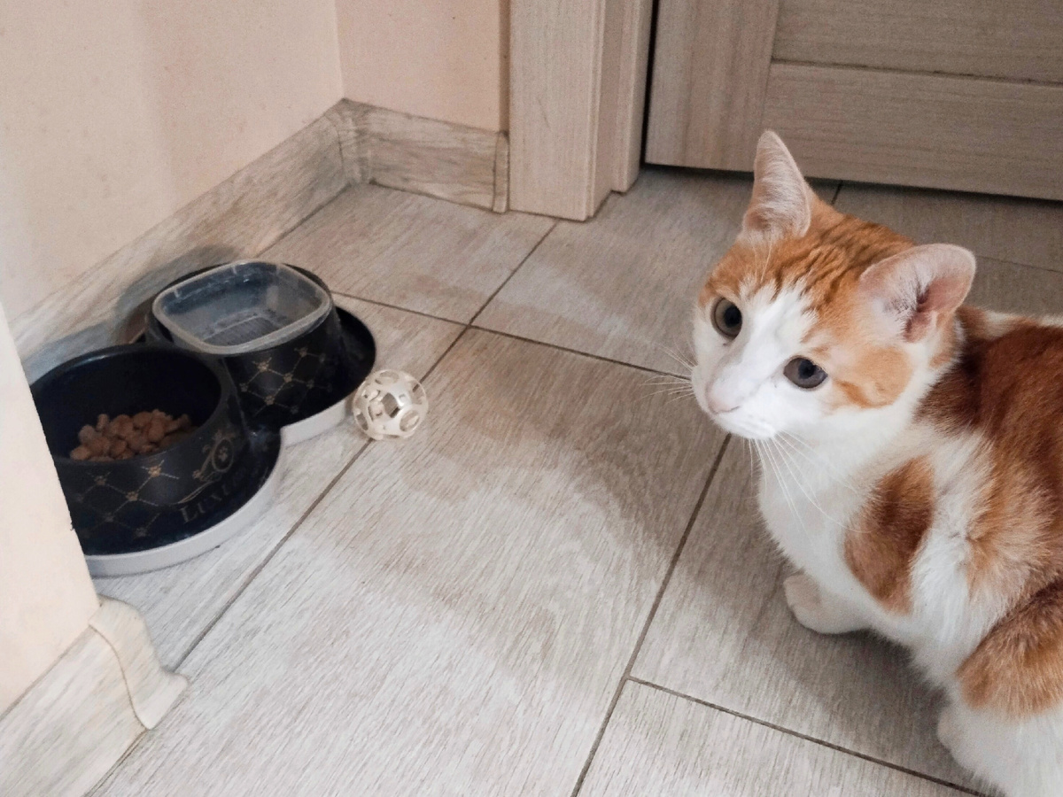 Где моя миска?