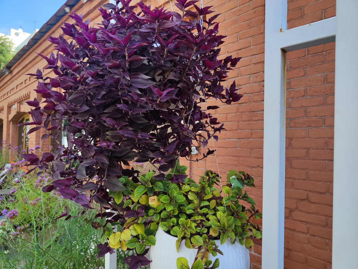 Фото автора.