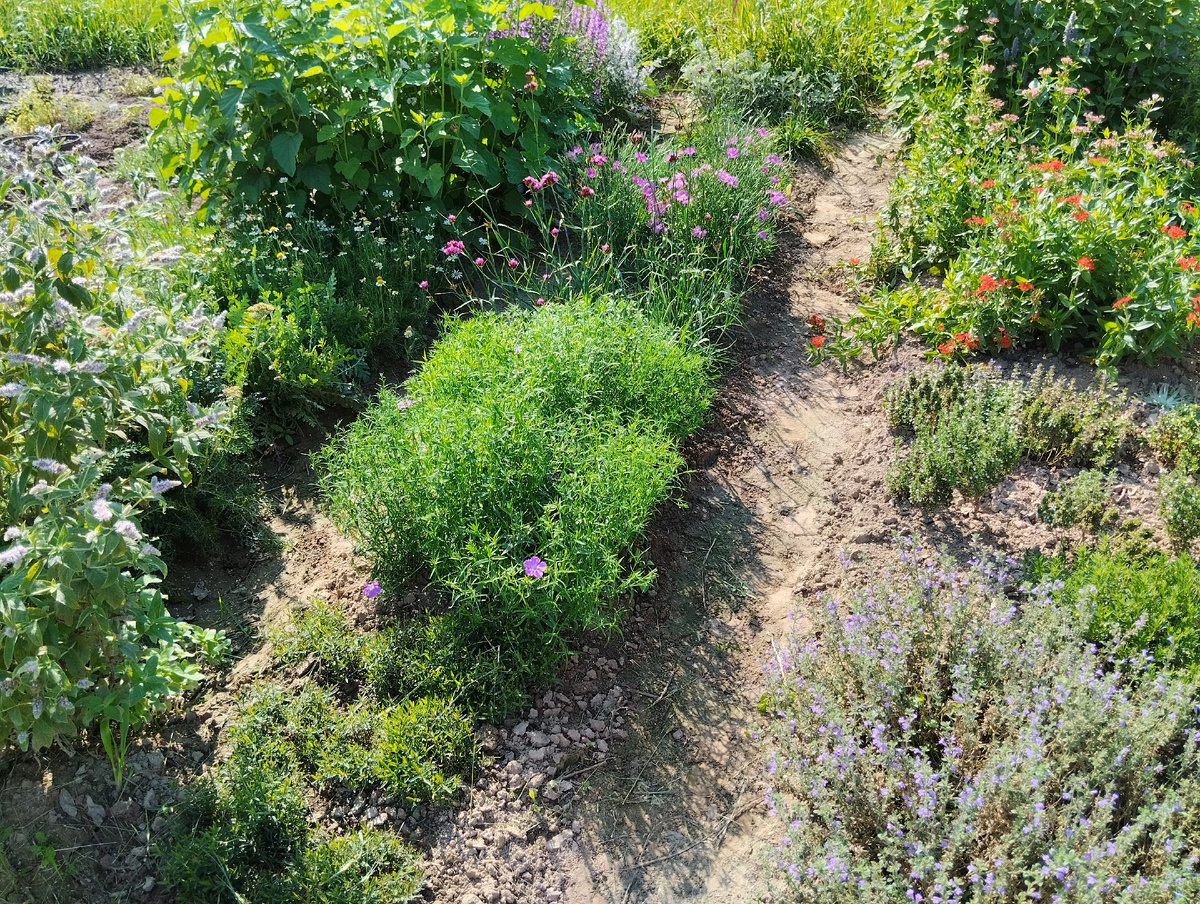 На "школьной" грядке разместились выращенные рассадой гвоздика-травянка, гвоздика амурская, гвоздика картузианская, гвоздика пышная, гвоздика песчаная, гвоздика периста, гвоздика понтедерская и гвоздика Кнаппа