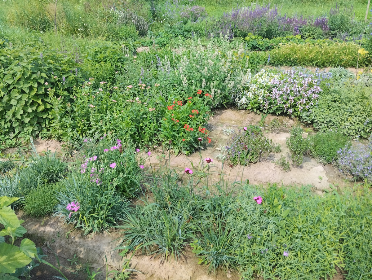 Видно, что все посаженные рядками сорта отличаются друг от друга