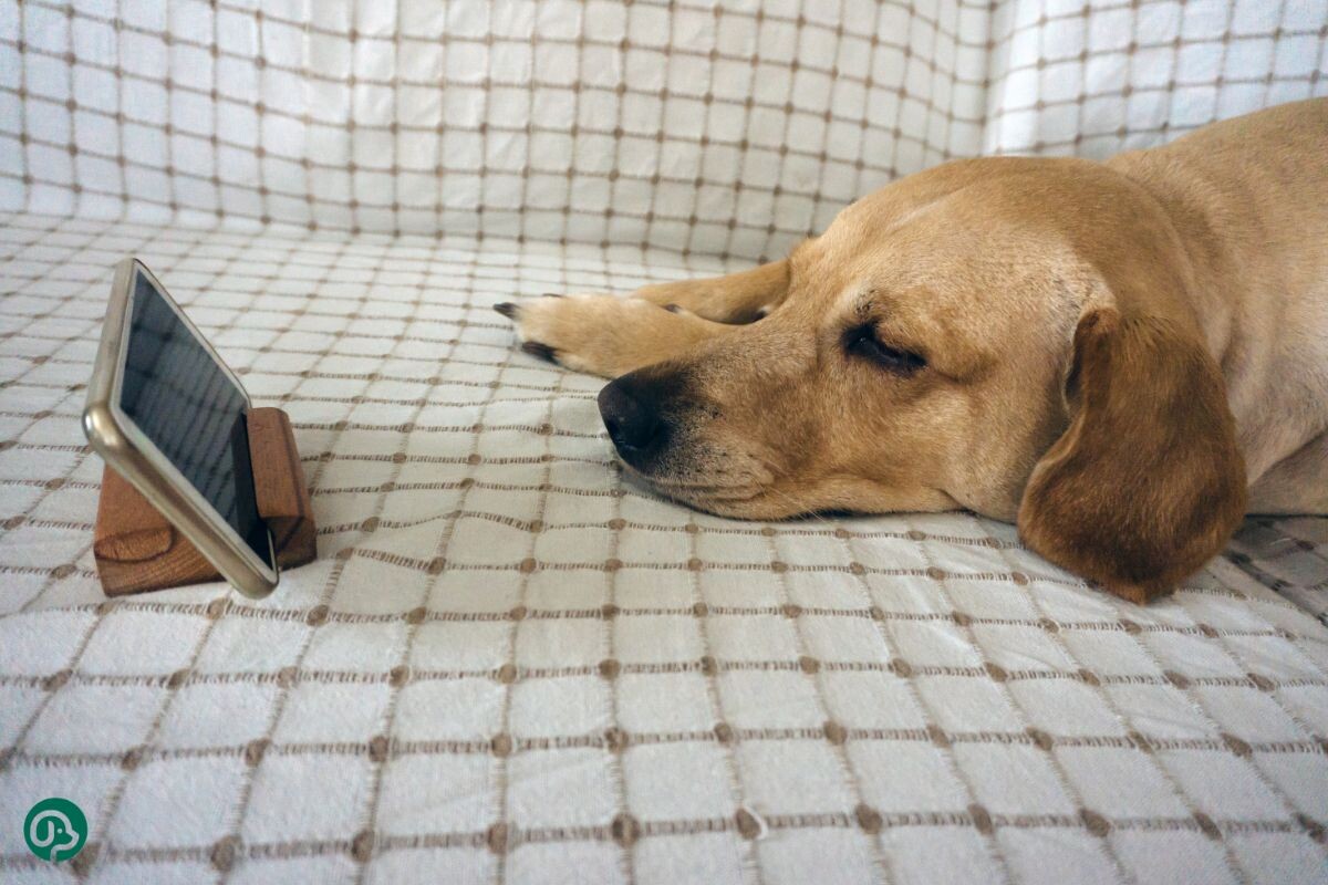 Видят ли собаки изображение в телефоне