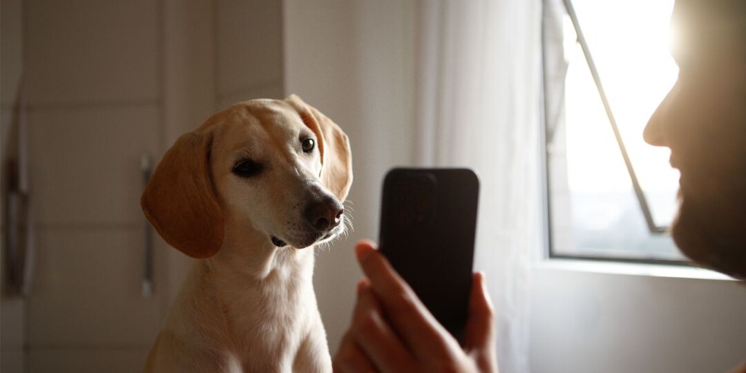 Видят ли собаки изображение в телефоне и узнают ли они хозяина? Дело вовсе не в картинке!