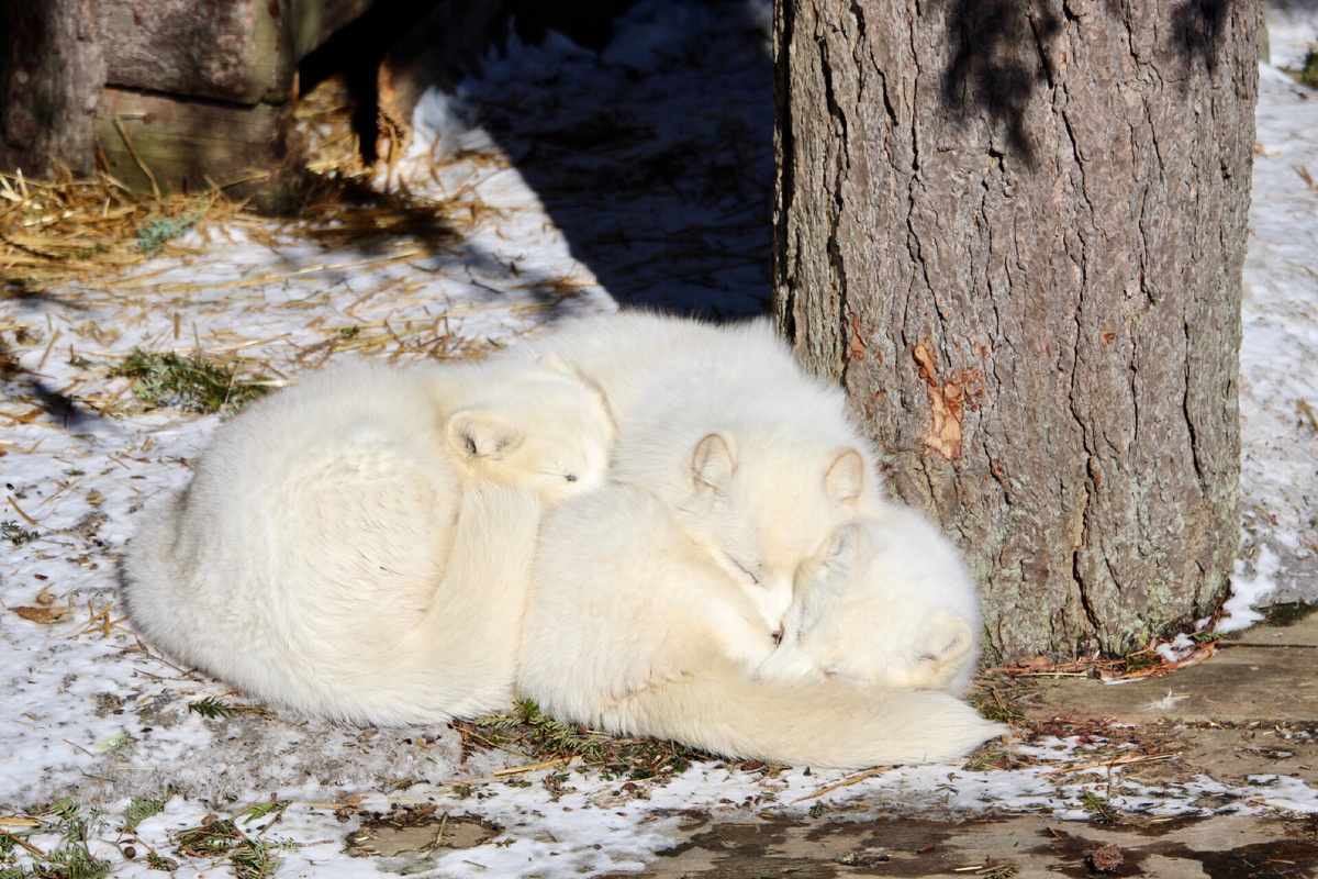 Фото: DebraCarr/Shutterstock/Fotodom