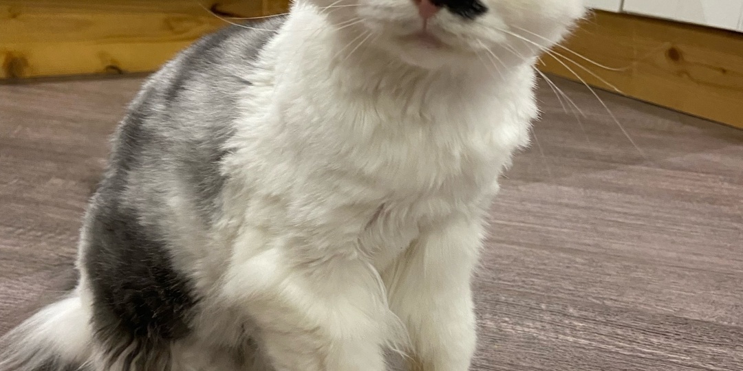 Котику, отбитому у куницы, нужна помощь