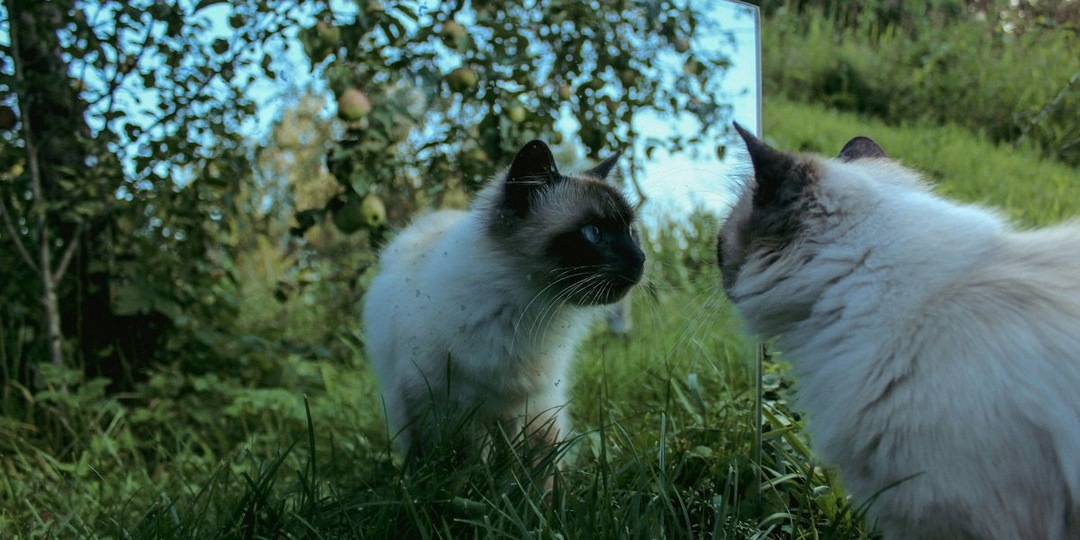 Узнают ли питомцы свое отражение: ученые рассказали о зеркальном тесте