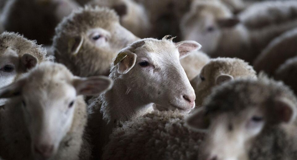    РИА «Новости»