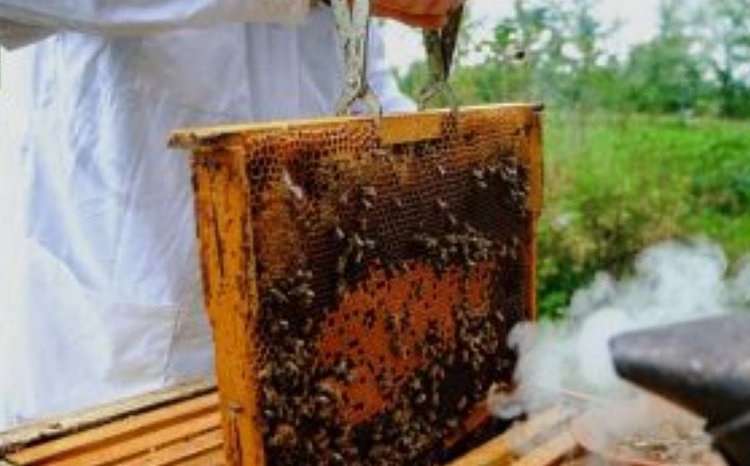    Фото: Россельхознадзор РФ