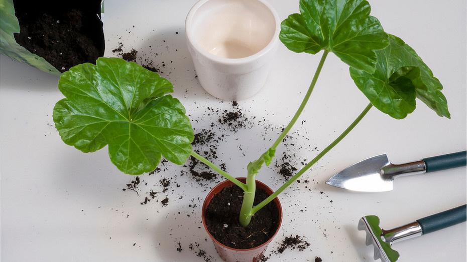 Как размножить герань: методы черенком и листом