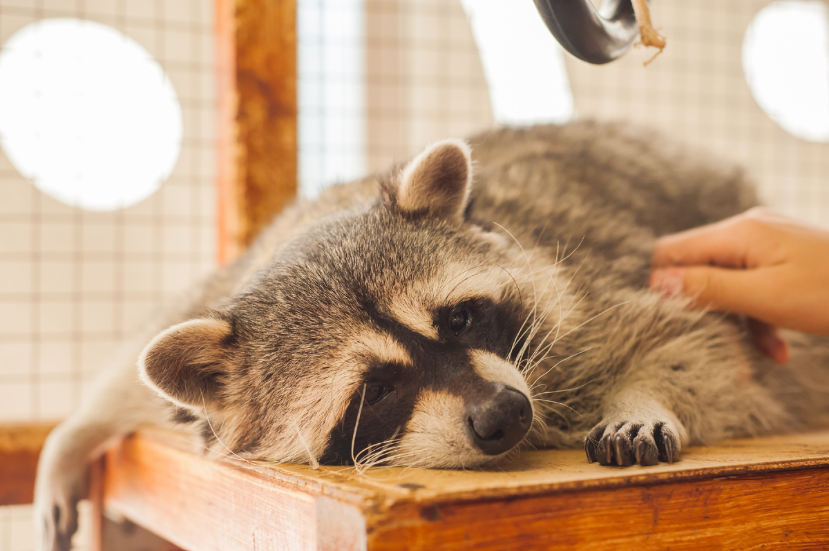 Фото: Shutterstock