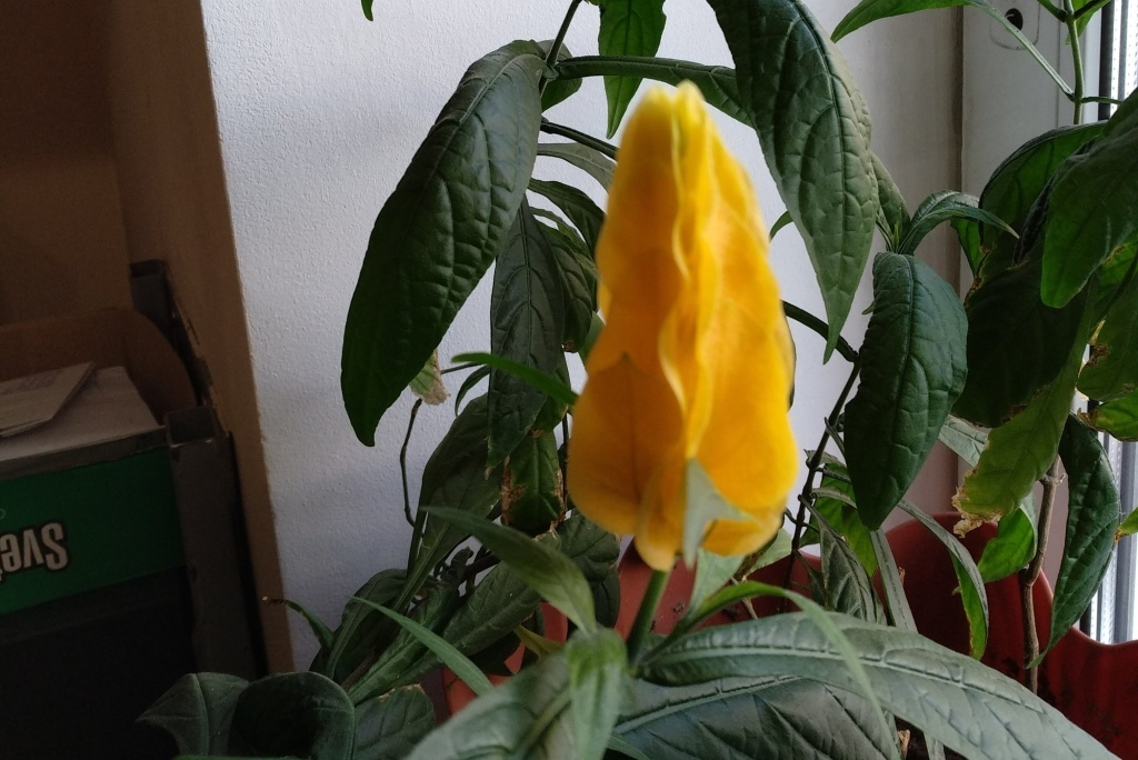 Пахистахис на подоконнике 