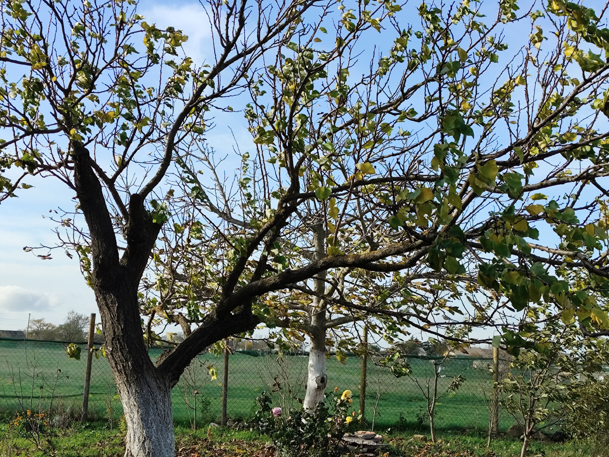 Дует, срывая последние листочки...