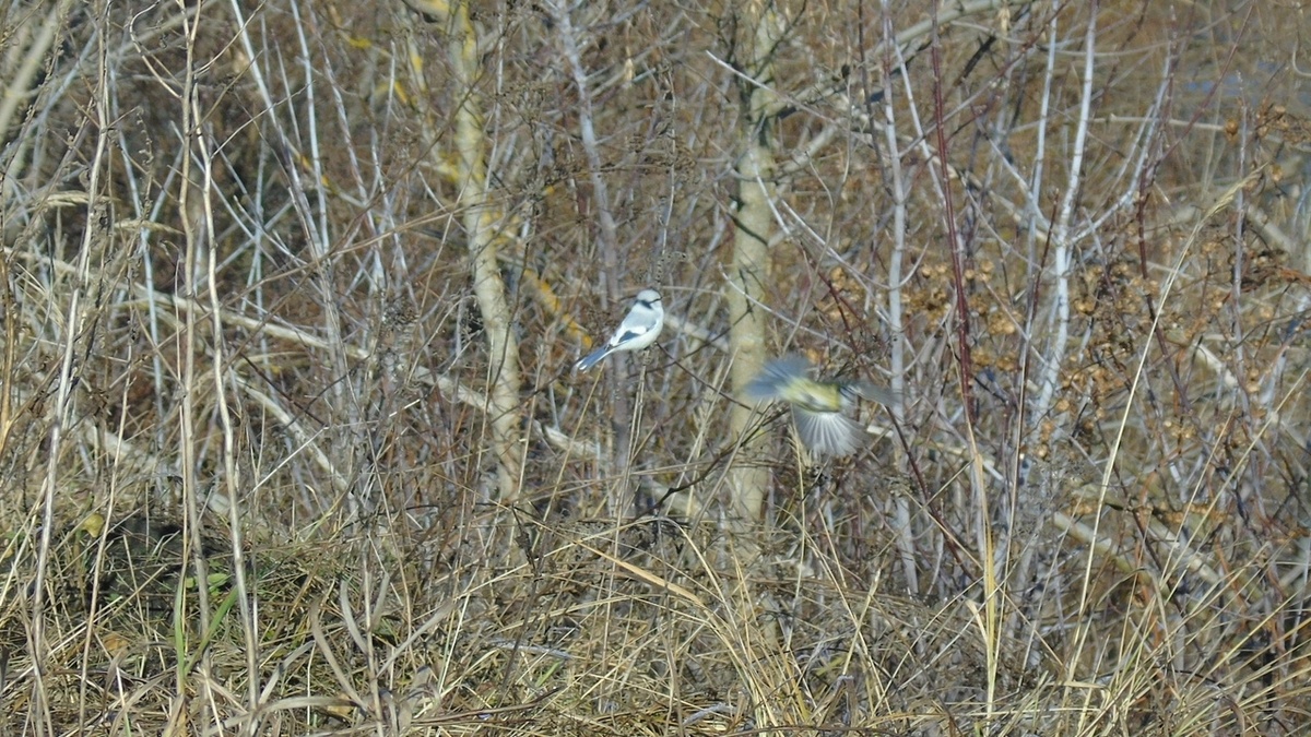    Князёк — очень редкая птица для Курской области