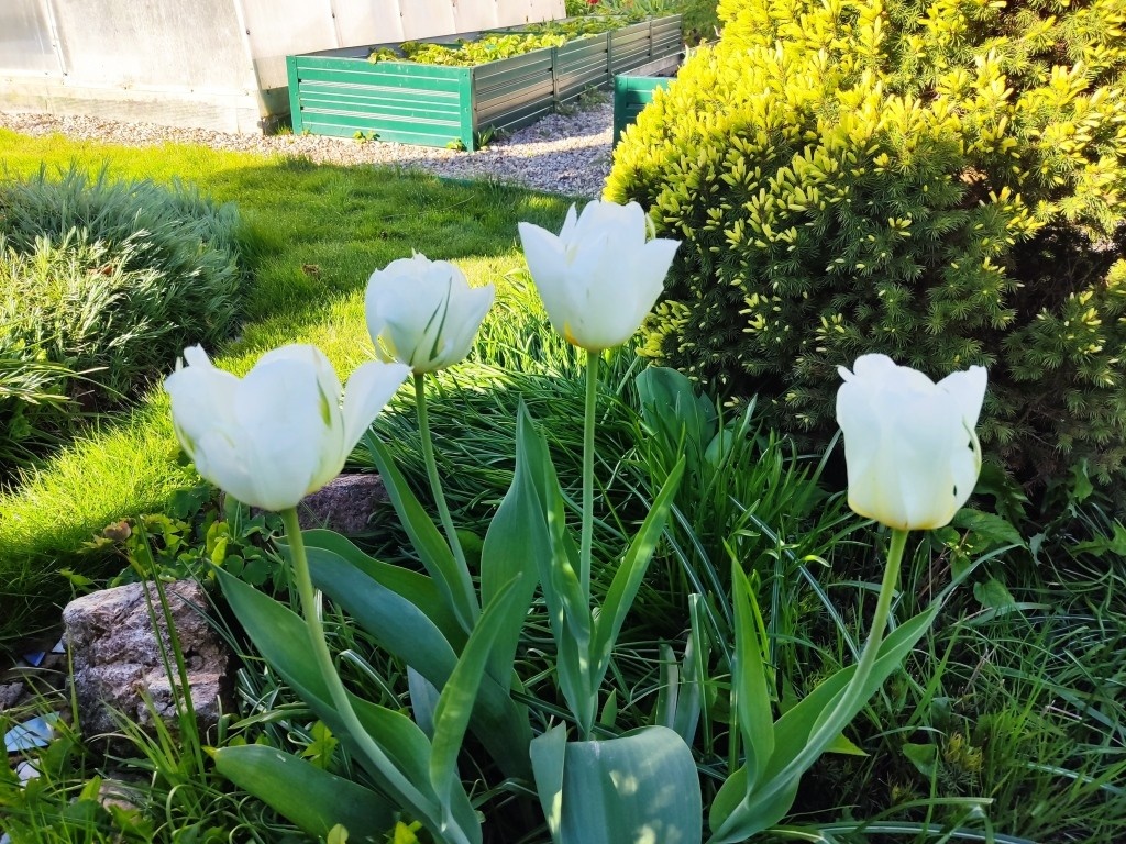 Тюльпан Белая Роза, ранний