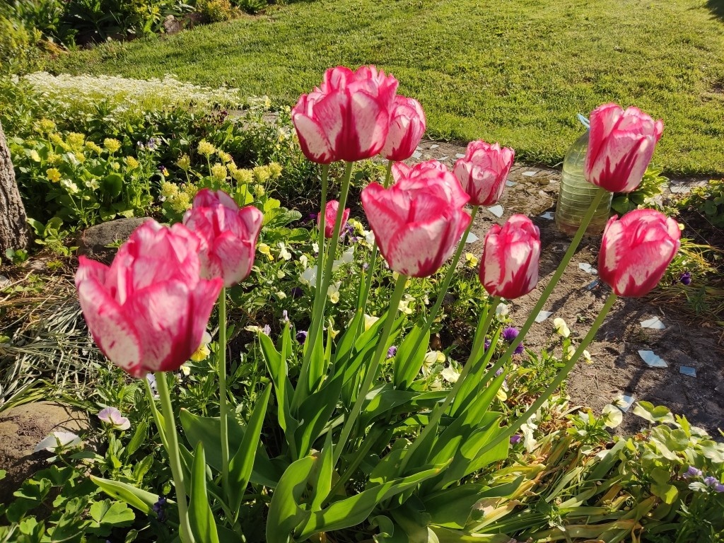 Сорт хамелеон Дениз. Меняет свой цвет от белого к розовому...