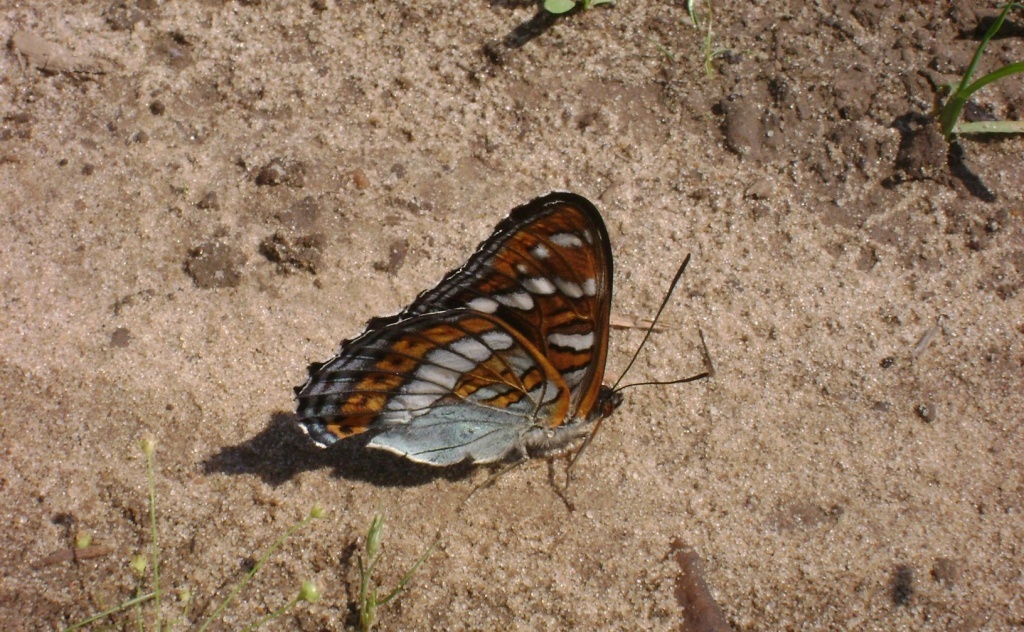  Ленточник тополевый