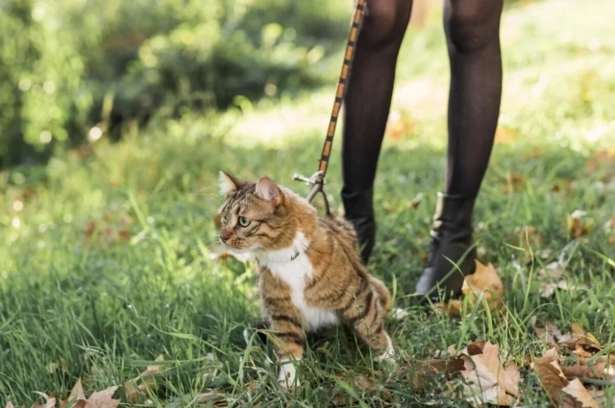    Психолог Губайдуллина объяснила моду на хоббидогинг среди подростков