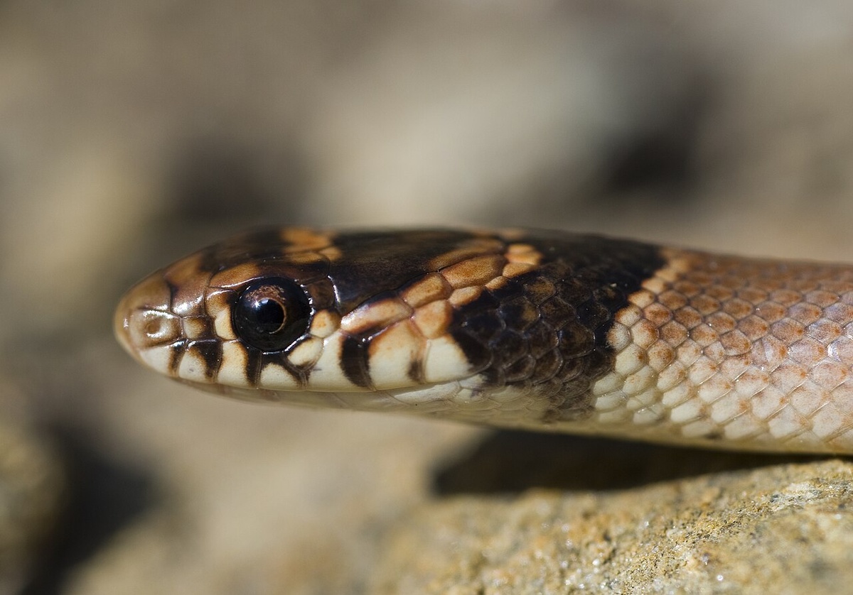 Голова молодого смирного эйрениса