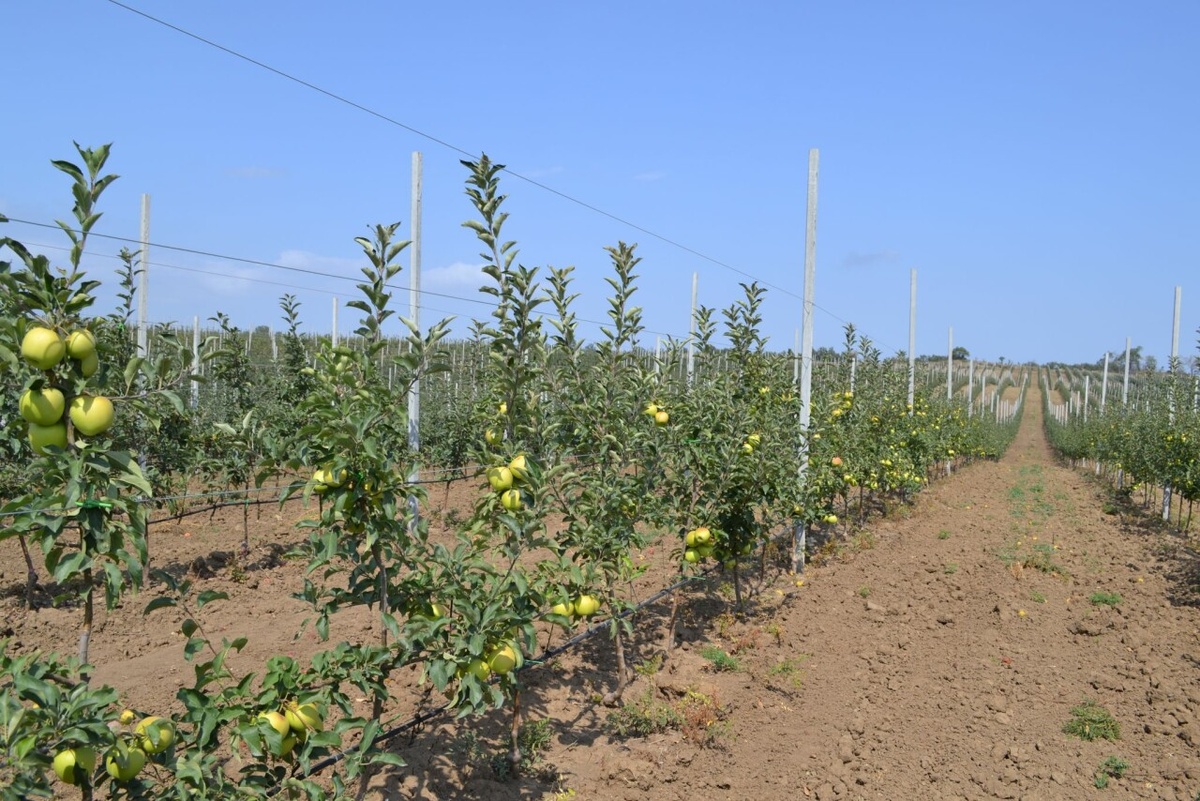 Промышленный интенсивный сад на карликовых подвоях. Именно так выращиваются яблоки на продажу.