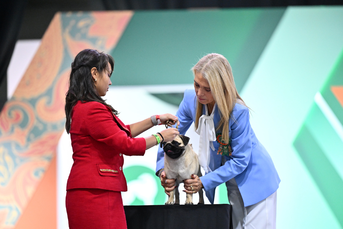 международное жюри выставки собак «Евразия 2025»