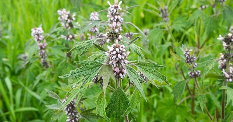 Пустырник: тихий целитель, о котором знает не каждый