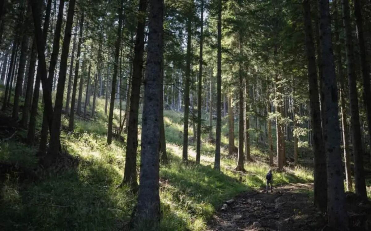    Воронежская прокуратура пресекла попытку формирования частной собственности на землях лесфонда Фото – ru.freepik.com