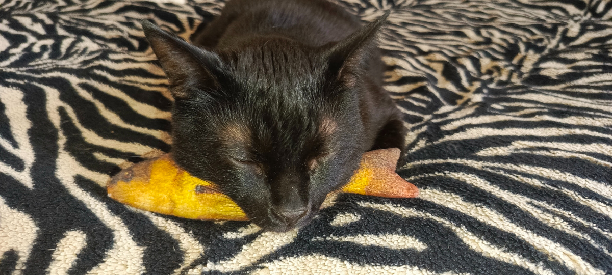 Чуча и рыбка