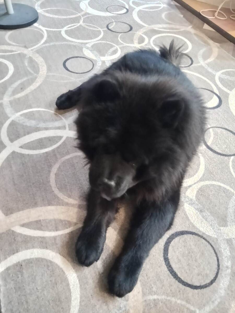 Фото автора канала - тут даже видно, как он облизывается