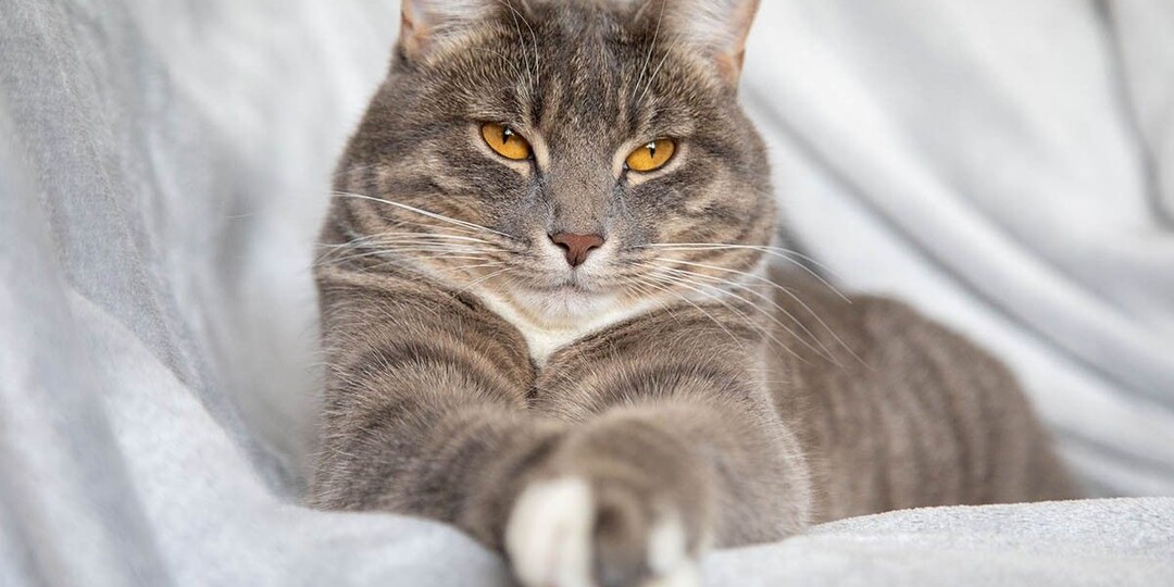 Как определить возраст кошки и котенка: признаки по месяцам и годам