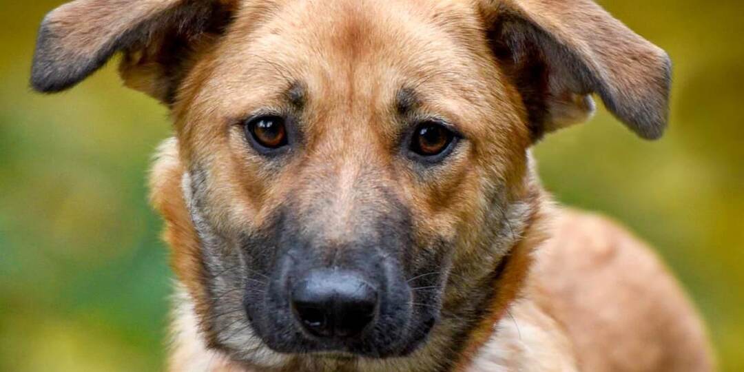 500 дней она провела в клетке отлова