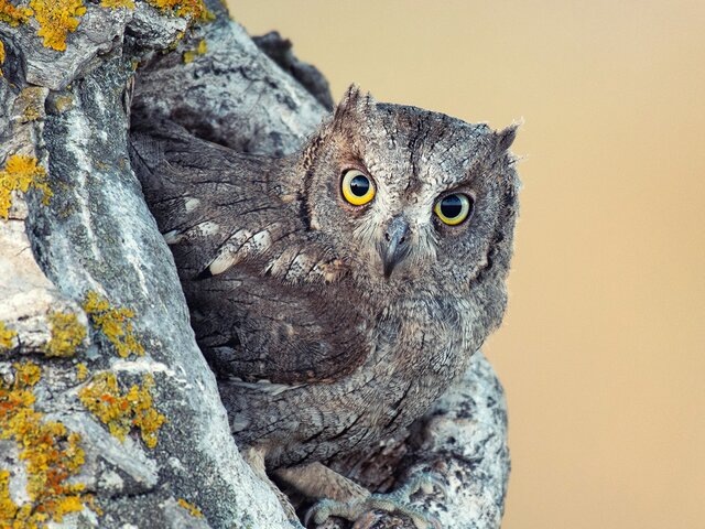    Фото: 123RF.com/mriyawildlife