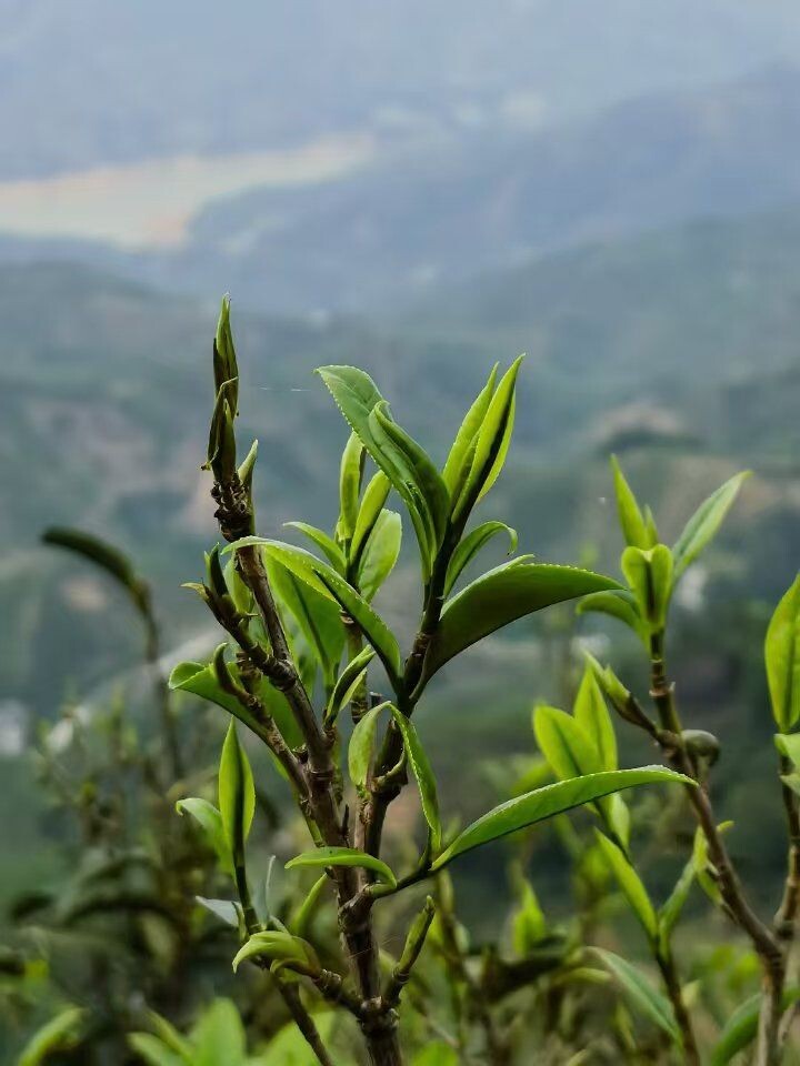 Атмосфера, в которой зарождается "гуандунский шедевр"
