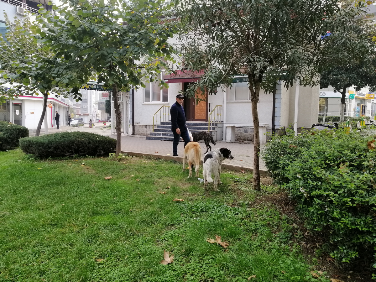 Местный житель кормит собак