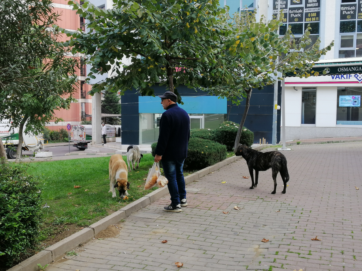 Местный житель кормит собак