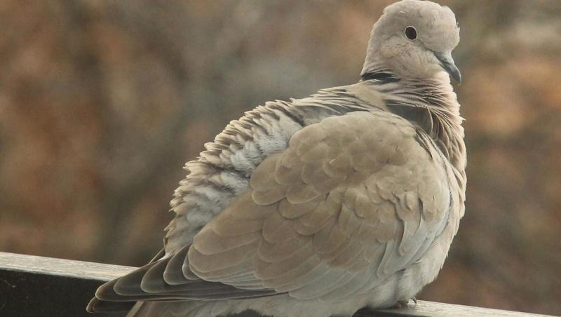    Горлица кольчатая встречается в черте Пятигорска Фото: Личный архив В. Явряна